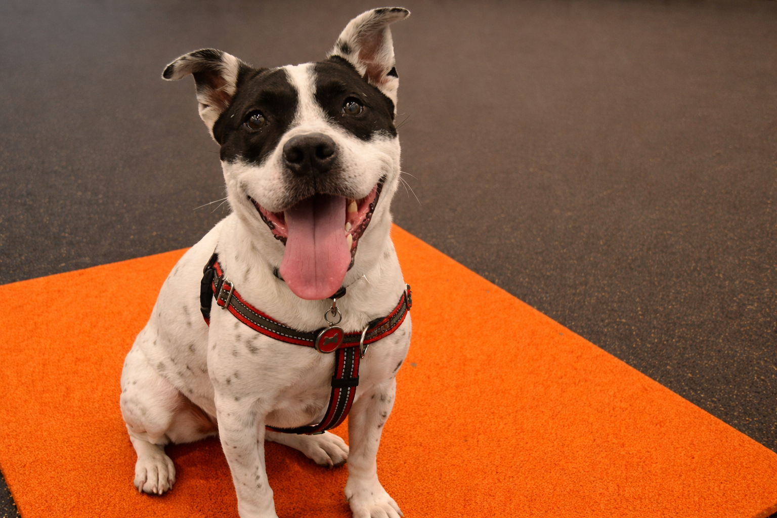 FITNESS SF Polk Dog Room-1